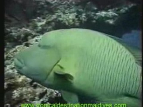 Maldives Scuba Diving