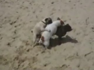 Lachvandedag.nl - Hondentrio