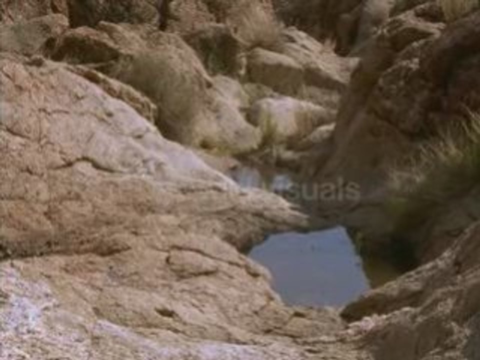 Zebra finch drinking from waterhole