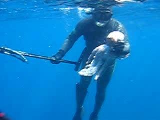 l attaque fatal du poulpe par j p porno