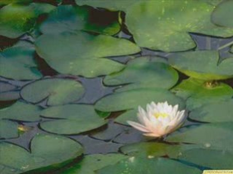 Si ves a mi Amado-- Lilly Goodman