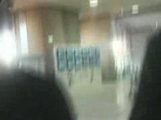 loup blanc et chameaux blamc