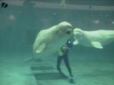 Belugas Blowing Bubble Rings