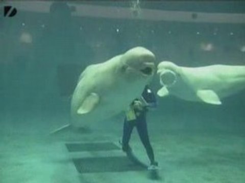 Belugas Blowing Bubble Rings