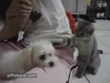 Petit chat qui taquine un petit chien