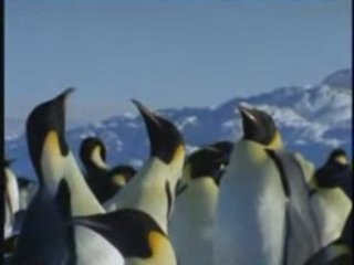 Antarctique : les manchots empereurs se reconnaissent-ils ?