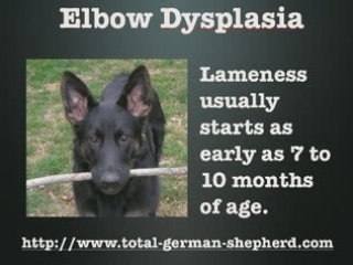 Elbow dysplasia in the German Shepherd - Elbow dysplasia