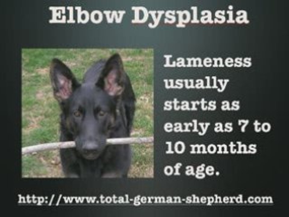 Elbow dysplasia in the German Shepherd - Elbow dysplasia