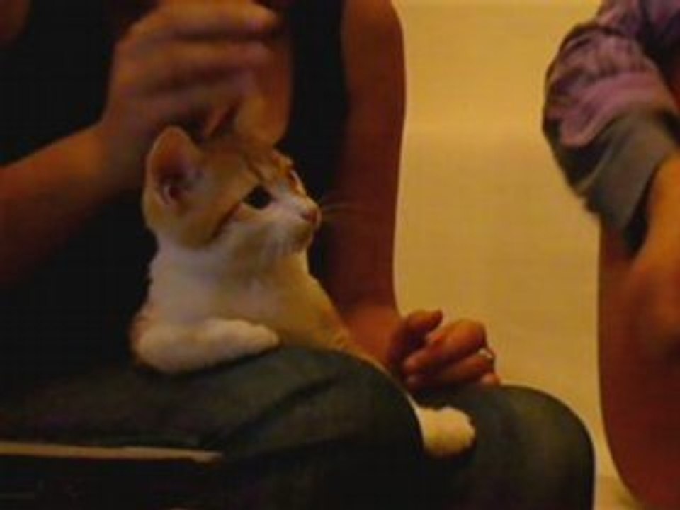 My Cat