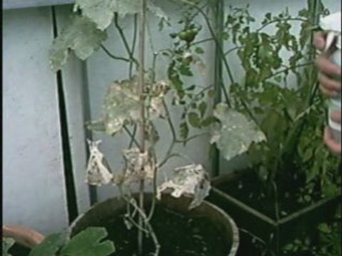 Food Grade Hydrogen Peroxide Garden Uses