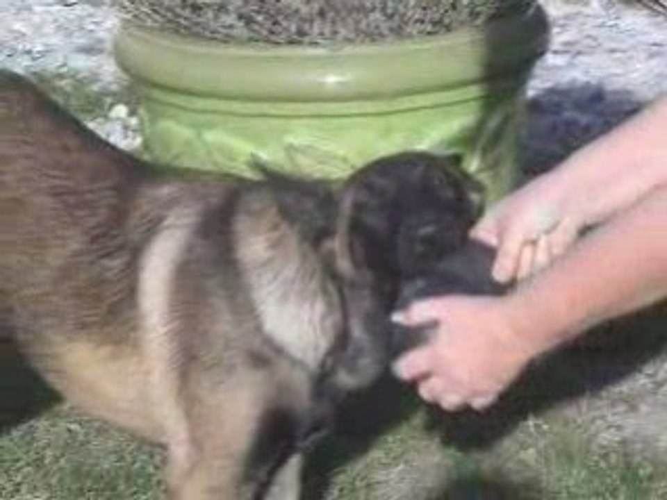 Denver Malinois 5 mois