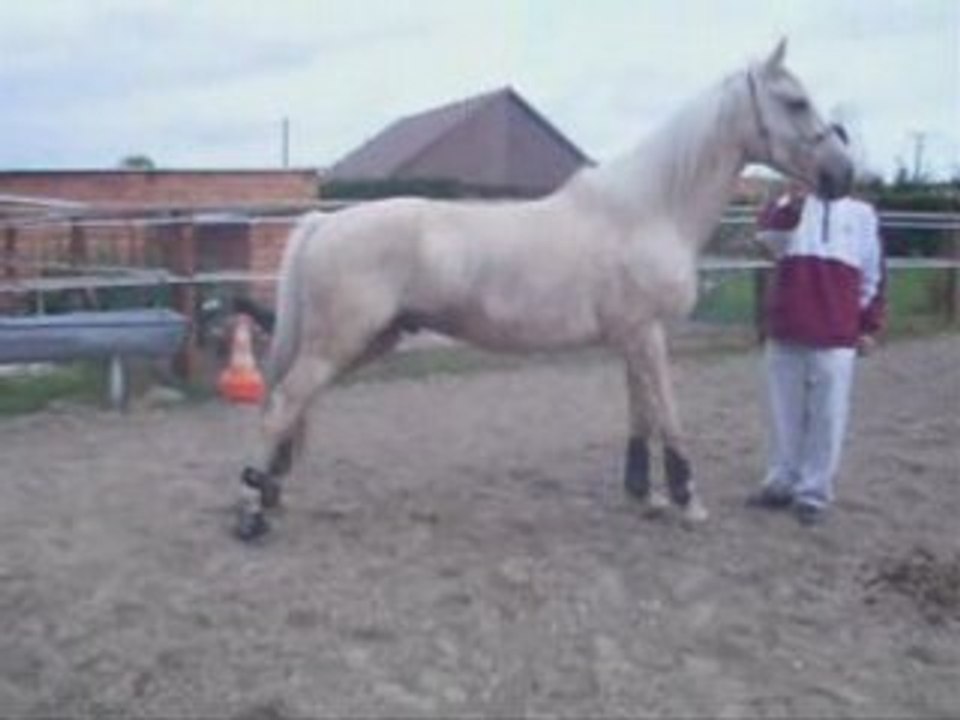 CAMPO DRESSAGE JESSY