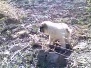 inanılmaz Anne diye konuşan yavru köpek