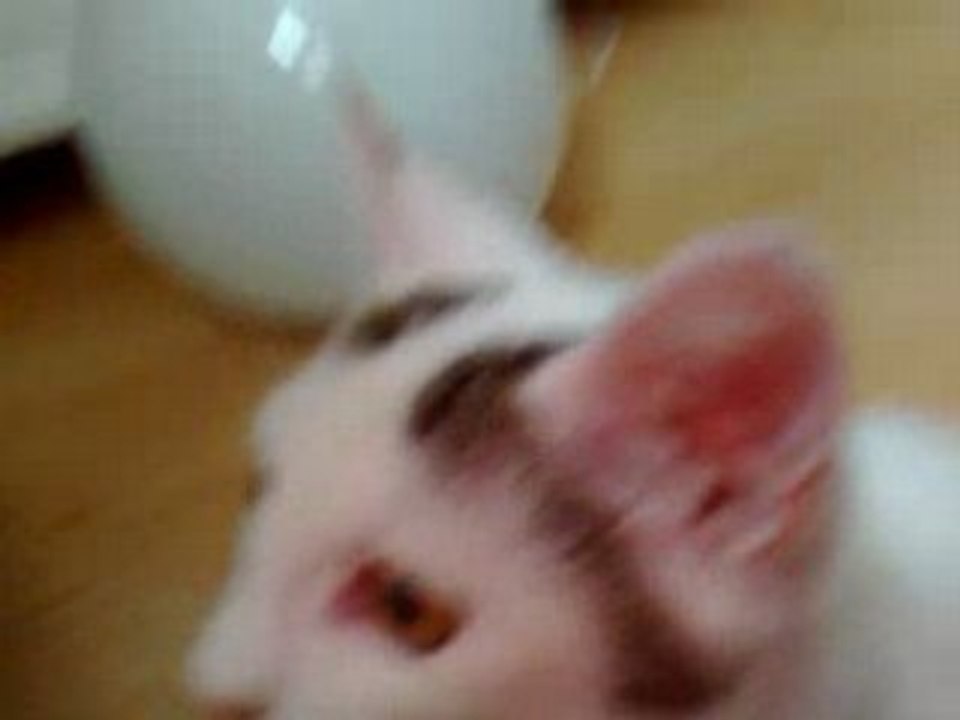 Mon chat aime mon caisson