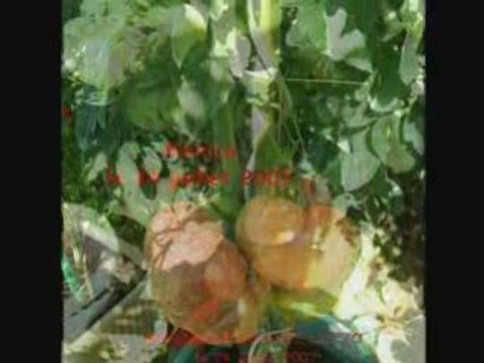 Tomates en pots le 24 juillet 2007