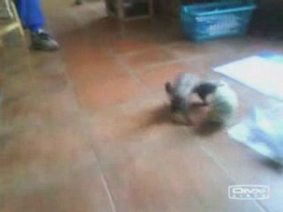 Devinez qui a volé le melon