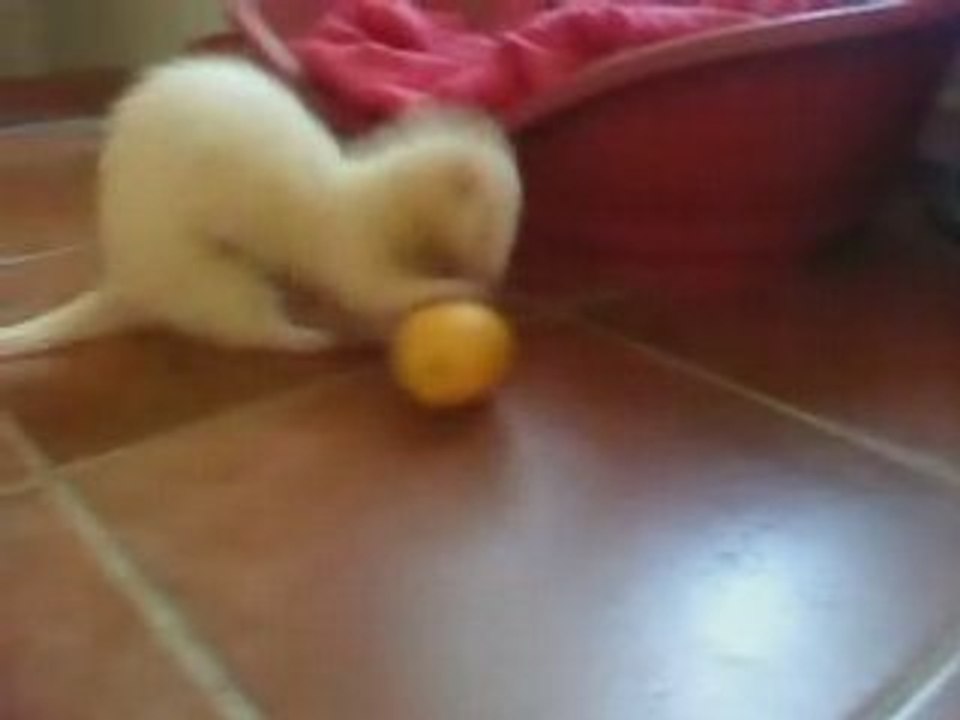 Ficelle et le citron