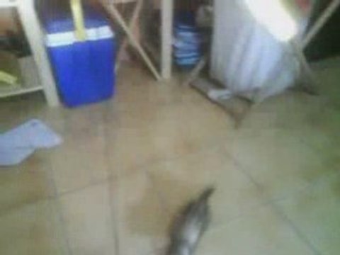 Kikoo et la chasse à la souris 1