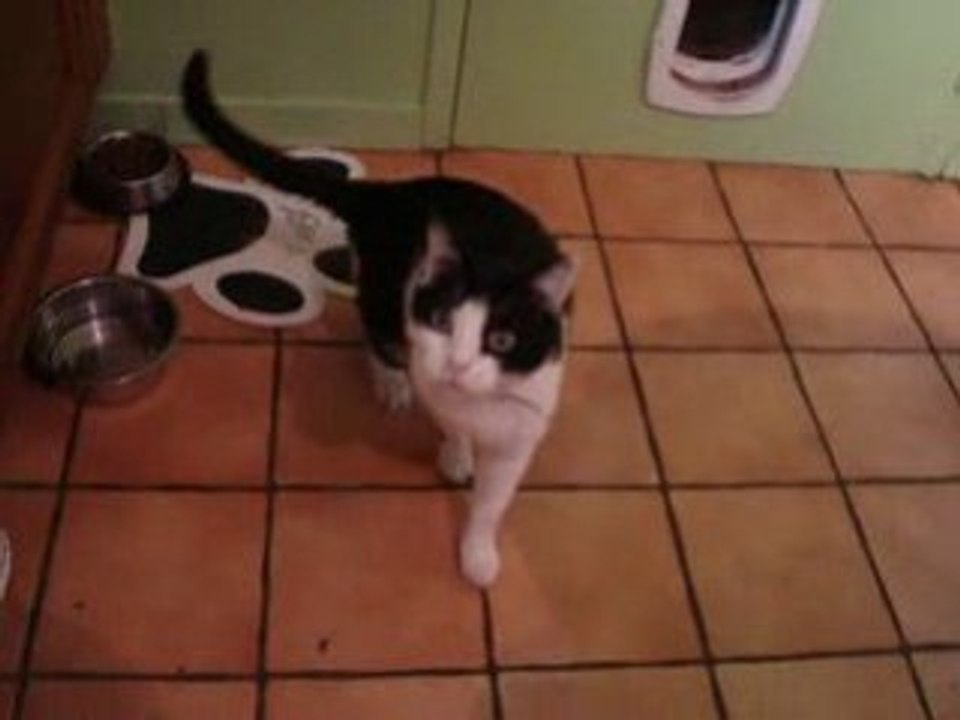 Le chat qui miaule
