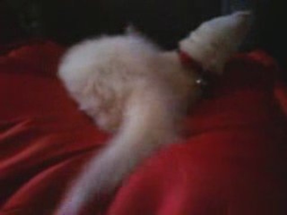 Ficelle toilettage et grattage