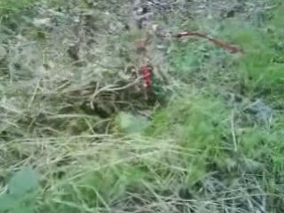 Ficelle et son fagot