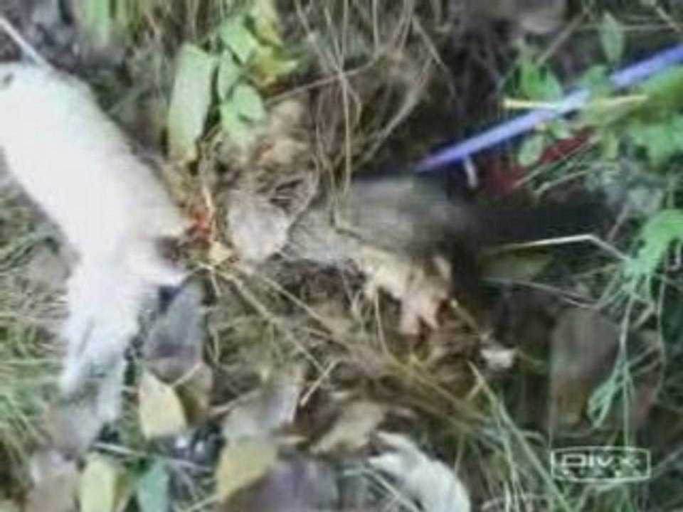 Ficelle et Kikoo en promenade