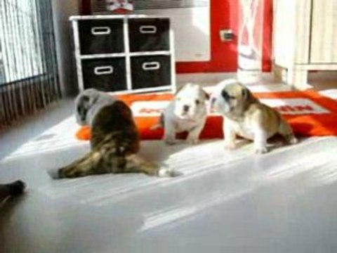 Destie bulldog anglais