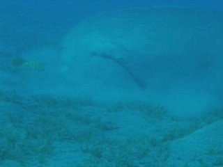 Le monstre du Lock Ness...???? Non!! un dugong de Mer Rouge!