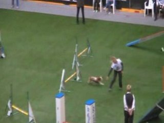 CKC Championnat du monde d'agility