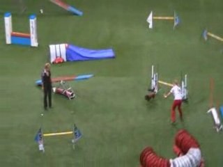 Bavarian Mountain Scenthound championnat du monde d'agility