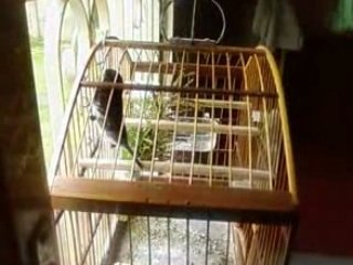 O MELHOR COLEIRO DO BRASIL