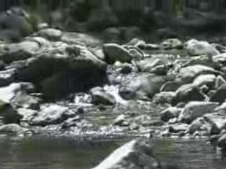Au bord de la rivière