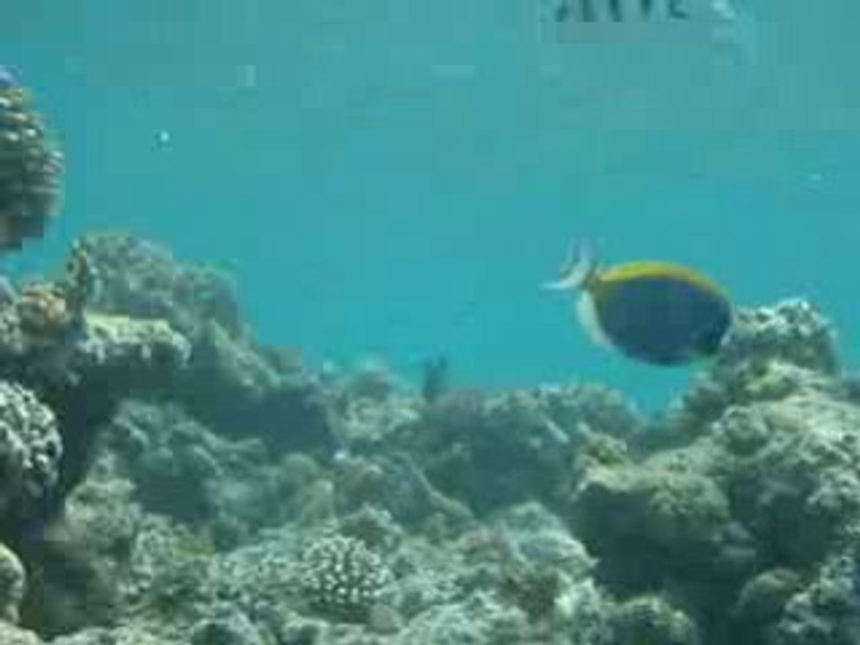 Le monde de némo à zanzibar