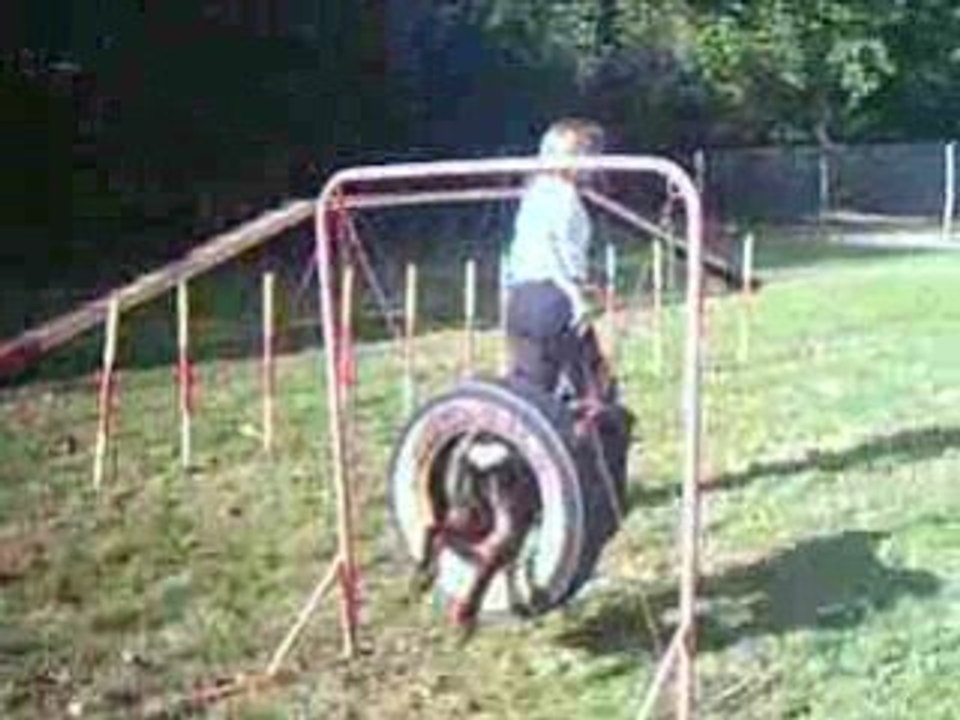 Athos en entrainement agility avec sa maitresse