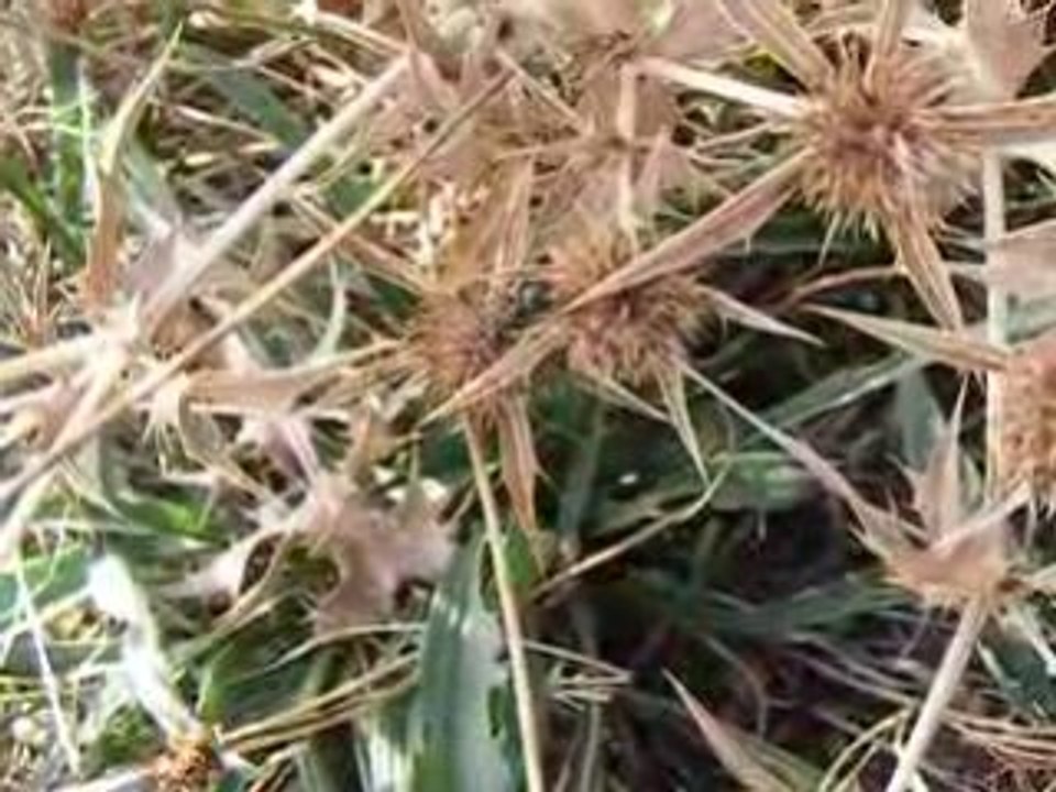 Messor capitatus ramassage graines