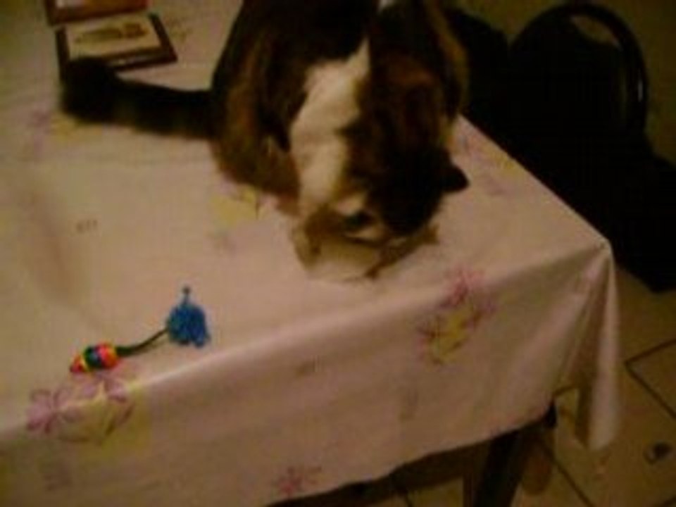 Zeus, le chat !!!
