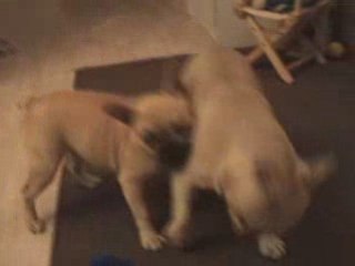 Diadem&Nono et leur jouet Mc Do