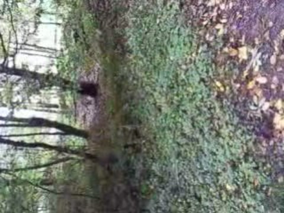 Beagle en foret