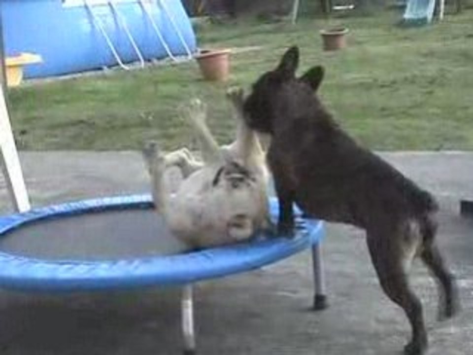 Nono et son trampoling