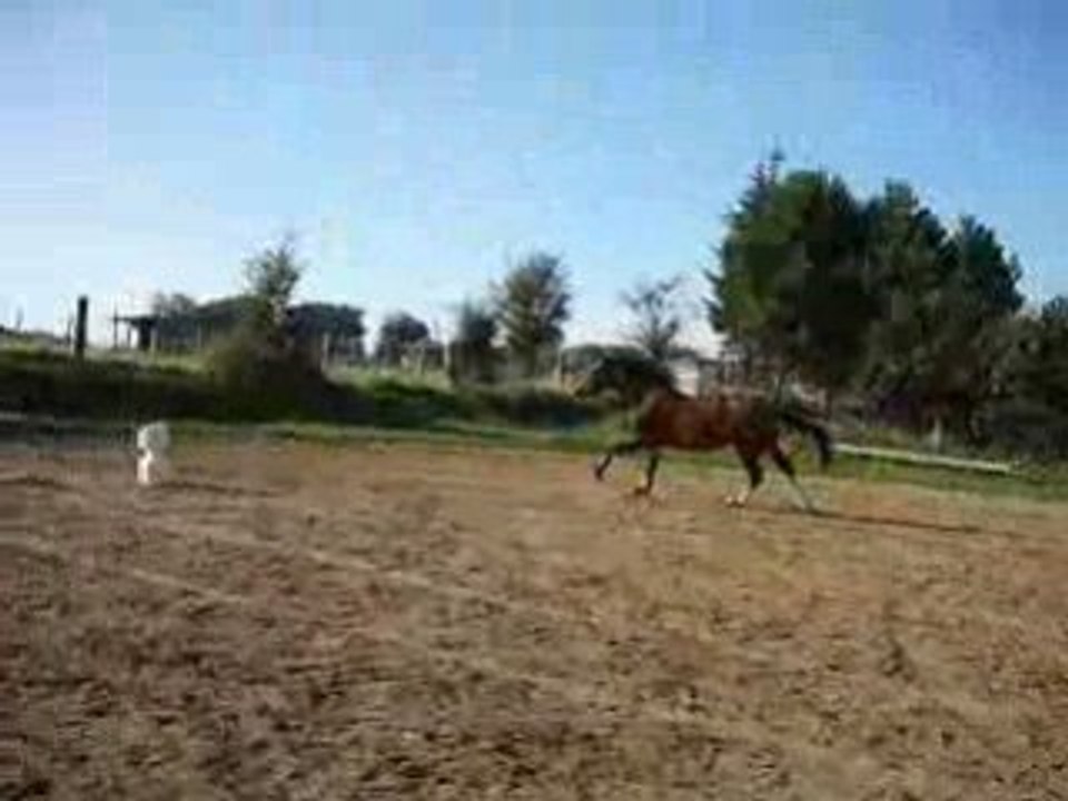 olifant saut