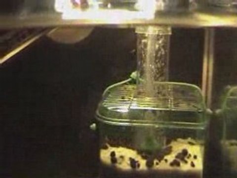 Alevins nanacara nage libre + 1j