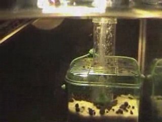 Alevins nanacara nage libre + 1j