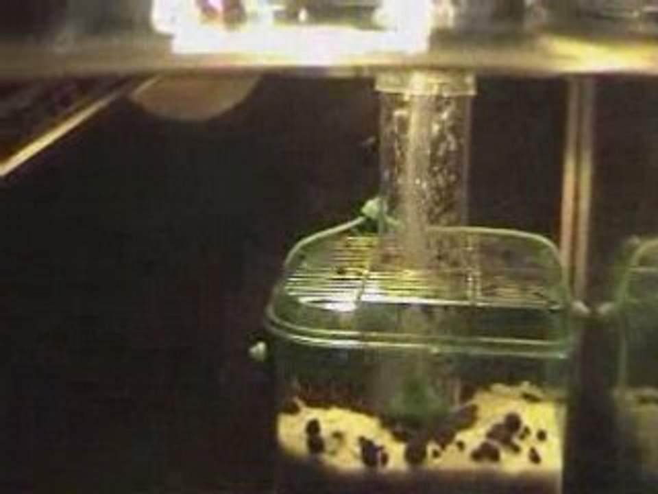 Alevins nanacara nage libre + 1j