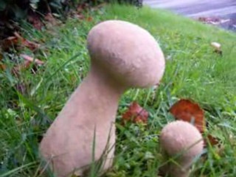 champignons 2008