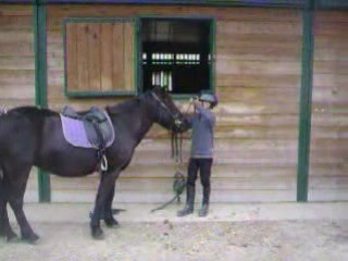 suite poney theo