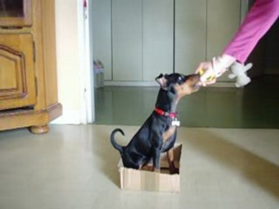 Dina, Pinscher nain 3mois au clicker