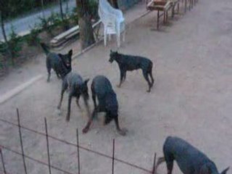 groupe de DOBERMANN aux jeux !