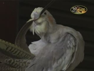 Toilettage d'une callopsitte - calopsitte