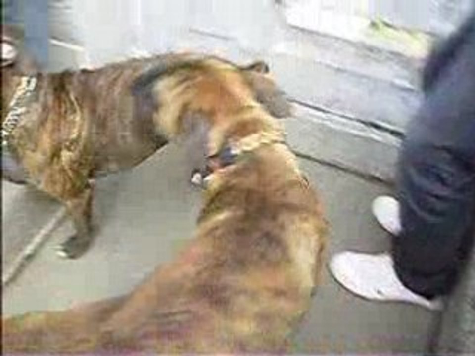 boxer