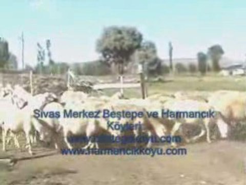 Sivas Merkez Beştepe Harmancık Köyü
